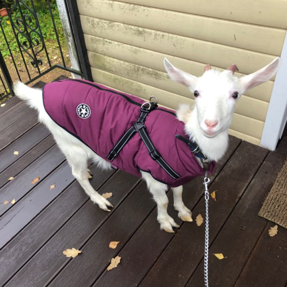 Waterproof Winter Dog Coat with Built-In Harness – Warm & Windproof