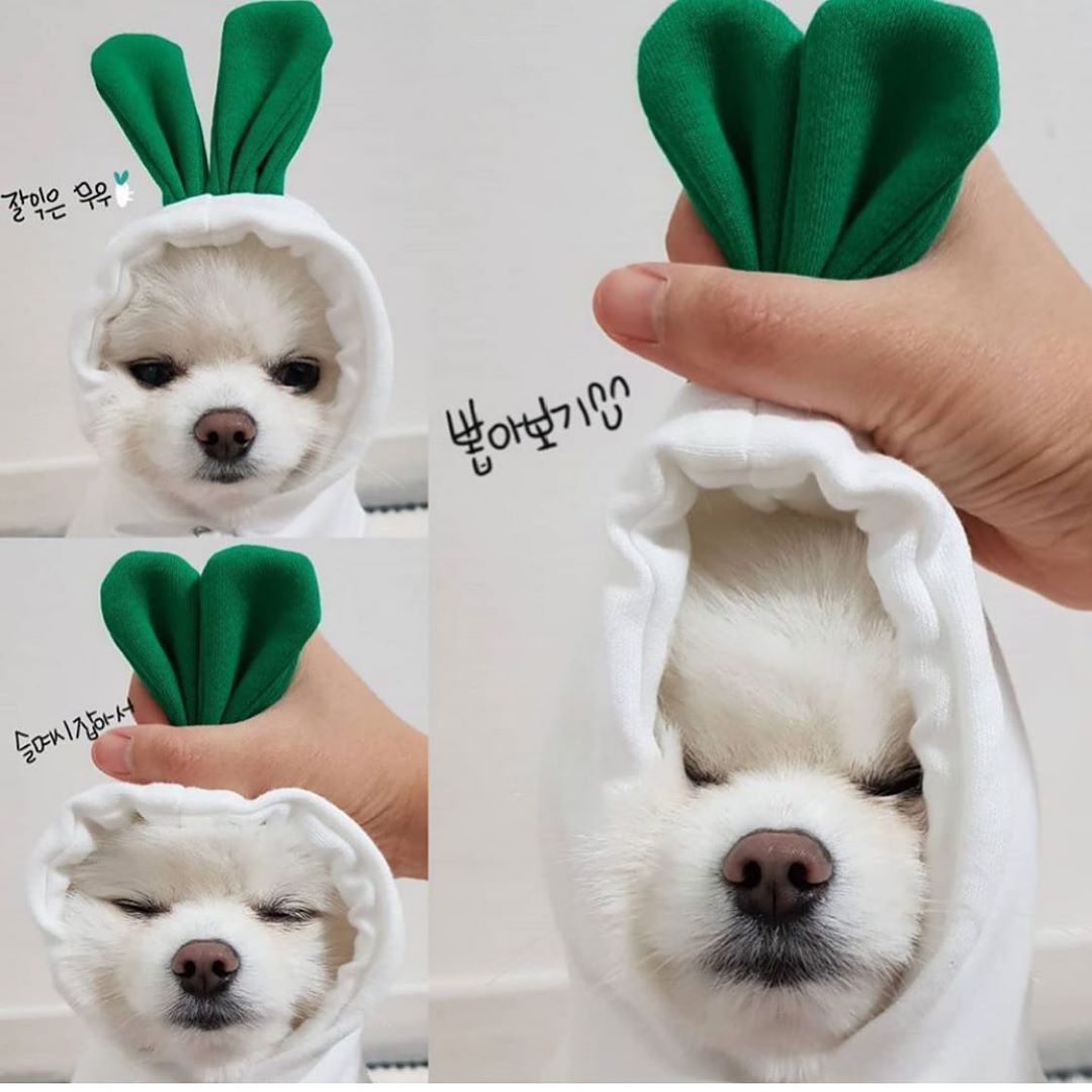 Cozy Fruit Hoodie for Dogs – Cute Winter Pet Sweater for Small & Medium Breeds