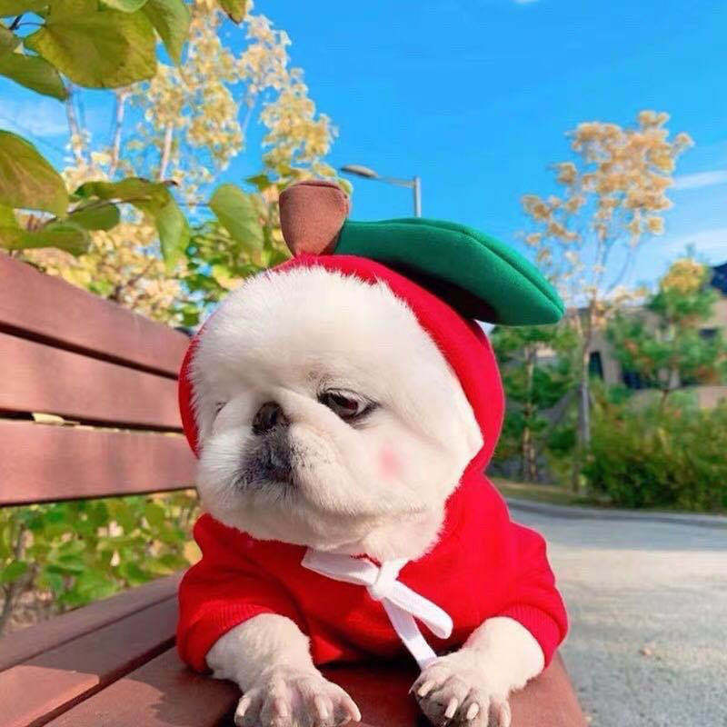 Cozy Fruit Hoodie for Dogs – Cute Winter Pet Sweater for Small & Medium Breeds