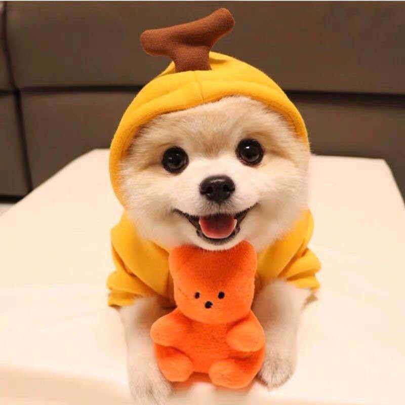 Cozy Fruit Hoodie for Dogs – Cute Winter Pet Sweater for Small & Medium Breeds