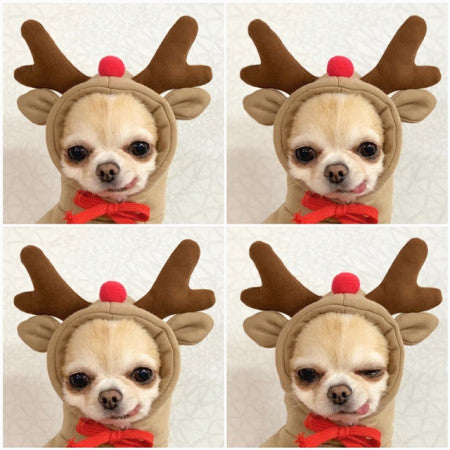 Cozy Fruit Hoodie for Dogs – Cute Winter Pet Sweater for Small & Medium Breeds