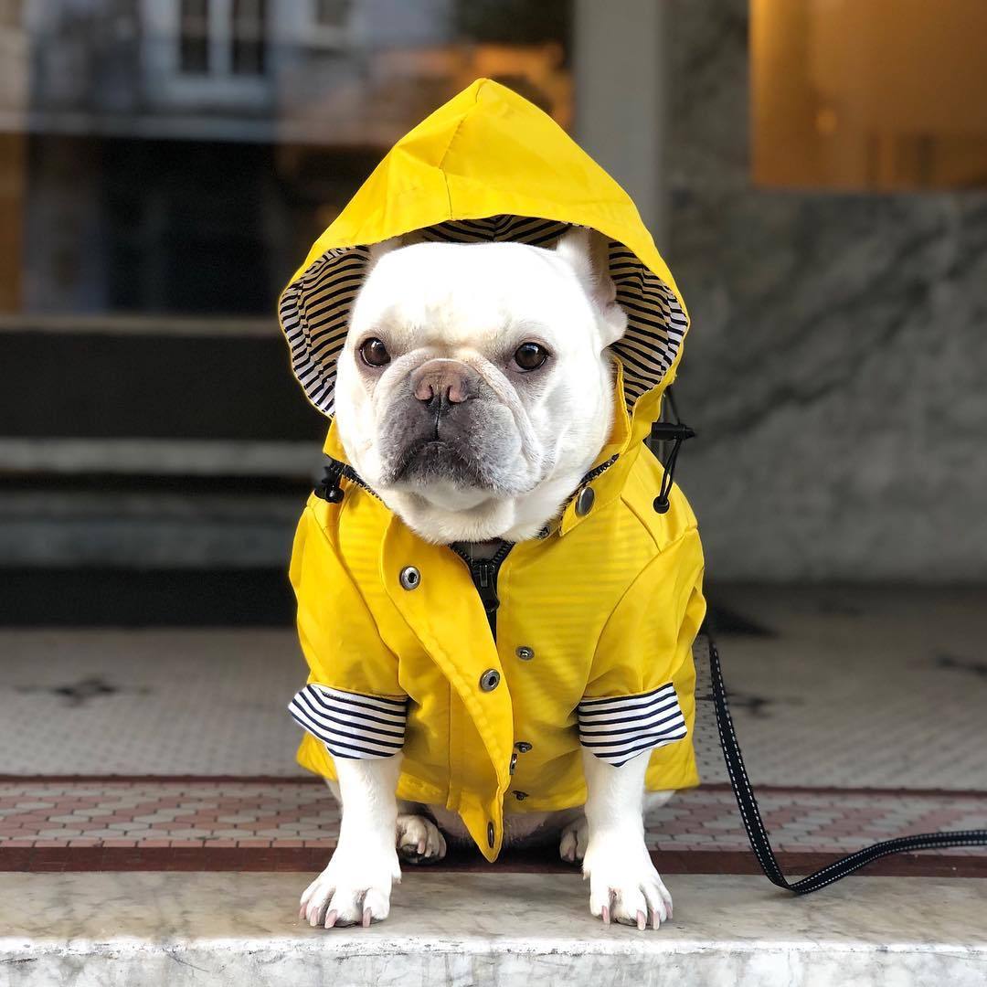 Waterproof British Style Dog Coat – Windproof Warm Jacket