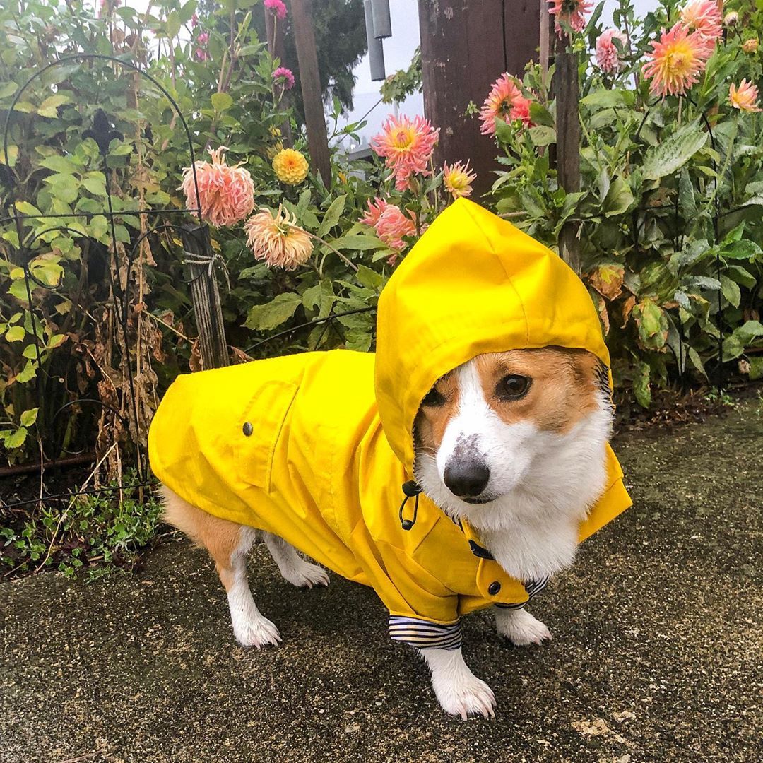 Waterproof British Style Dog Coat – Windproof Warm Jacket