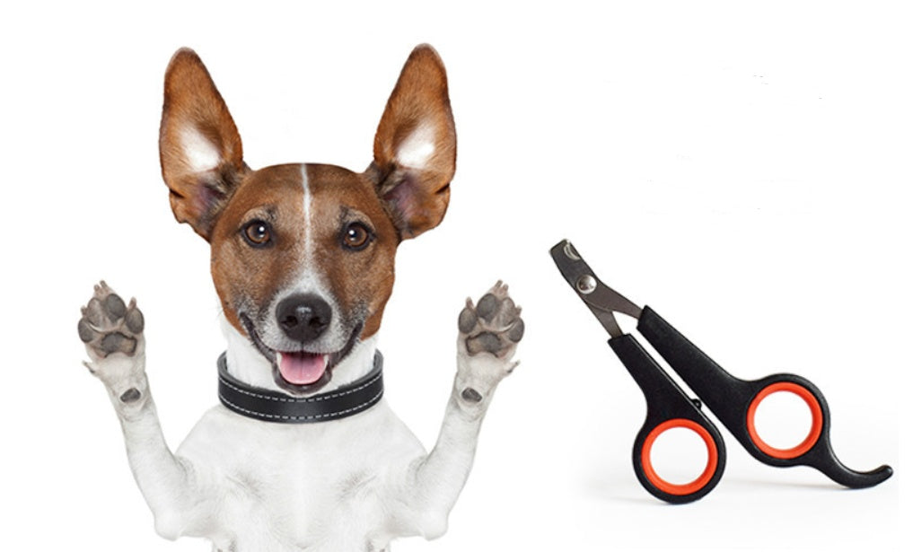 Stainless Steel Pet Grooming Scissors – Precision Nail & Fur Trimming Tool
