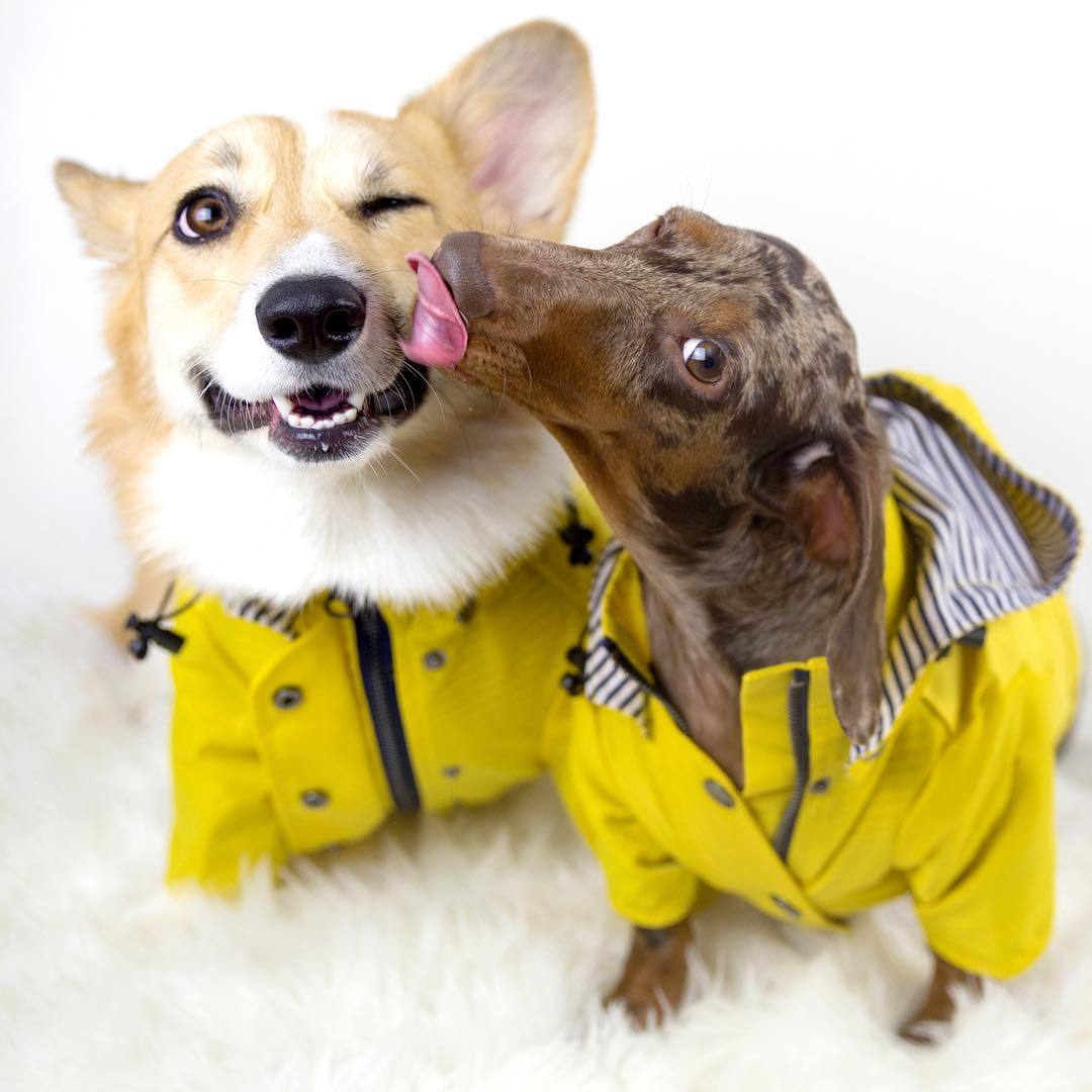 Waterproof British Style Dog Coat – Windproof Warm Jacket