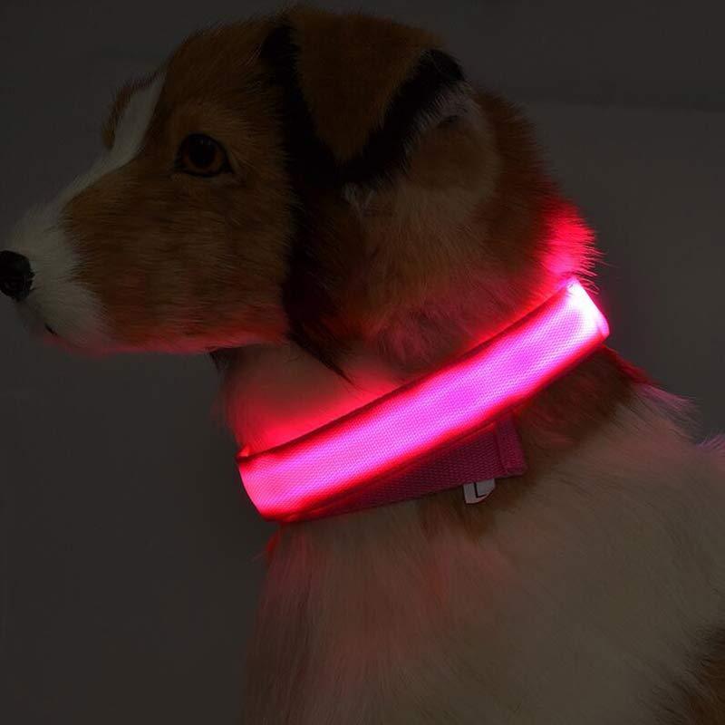 LED Safety Dog Collar – USB & Battery Powered Night Visibility
