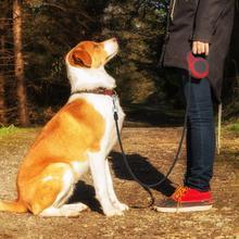 Retractable Leash with One-Hand Brake – Safe Walks for Small Dogs & Cats