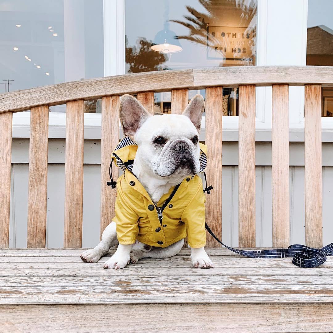 Waterproof British Style Dog Coat – Windproof Warm Jacket