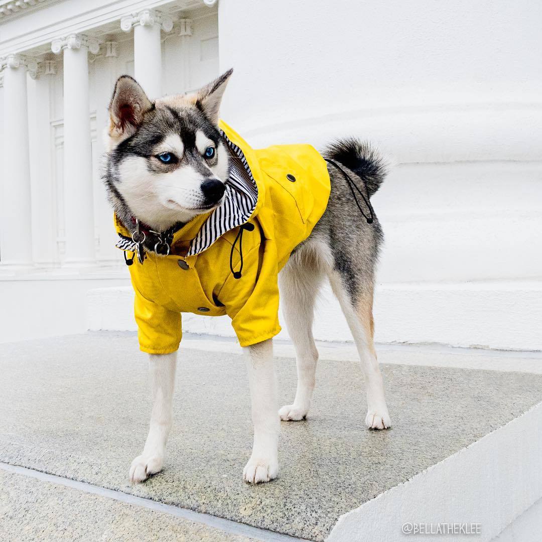 Waterproof British Style Dog Coat – Windproof Warm Jacket