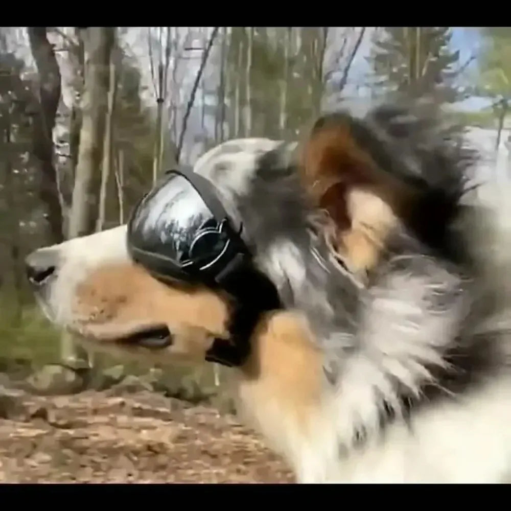 Large Dog Sunglasses – UV Protection Adjustable Goggles with Chin Strap